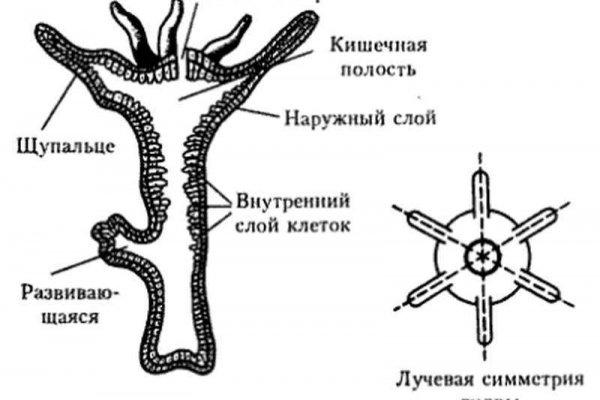 Ссылки на тор блэк спрут