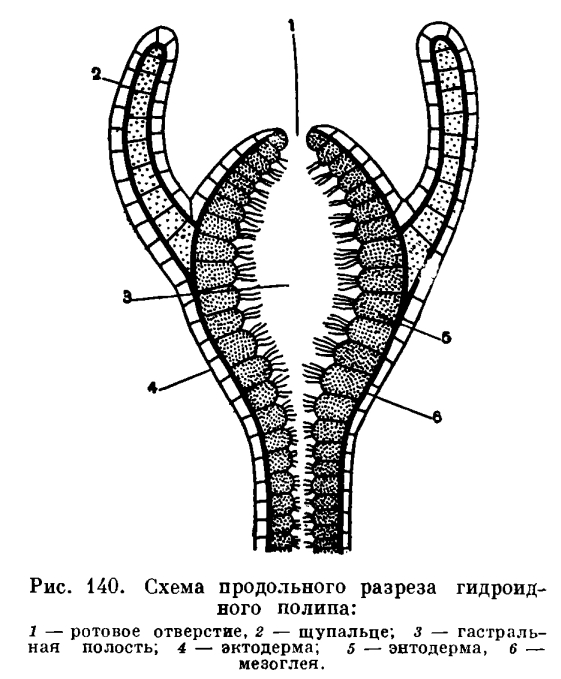 Блэк спрут это